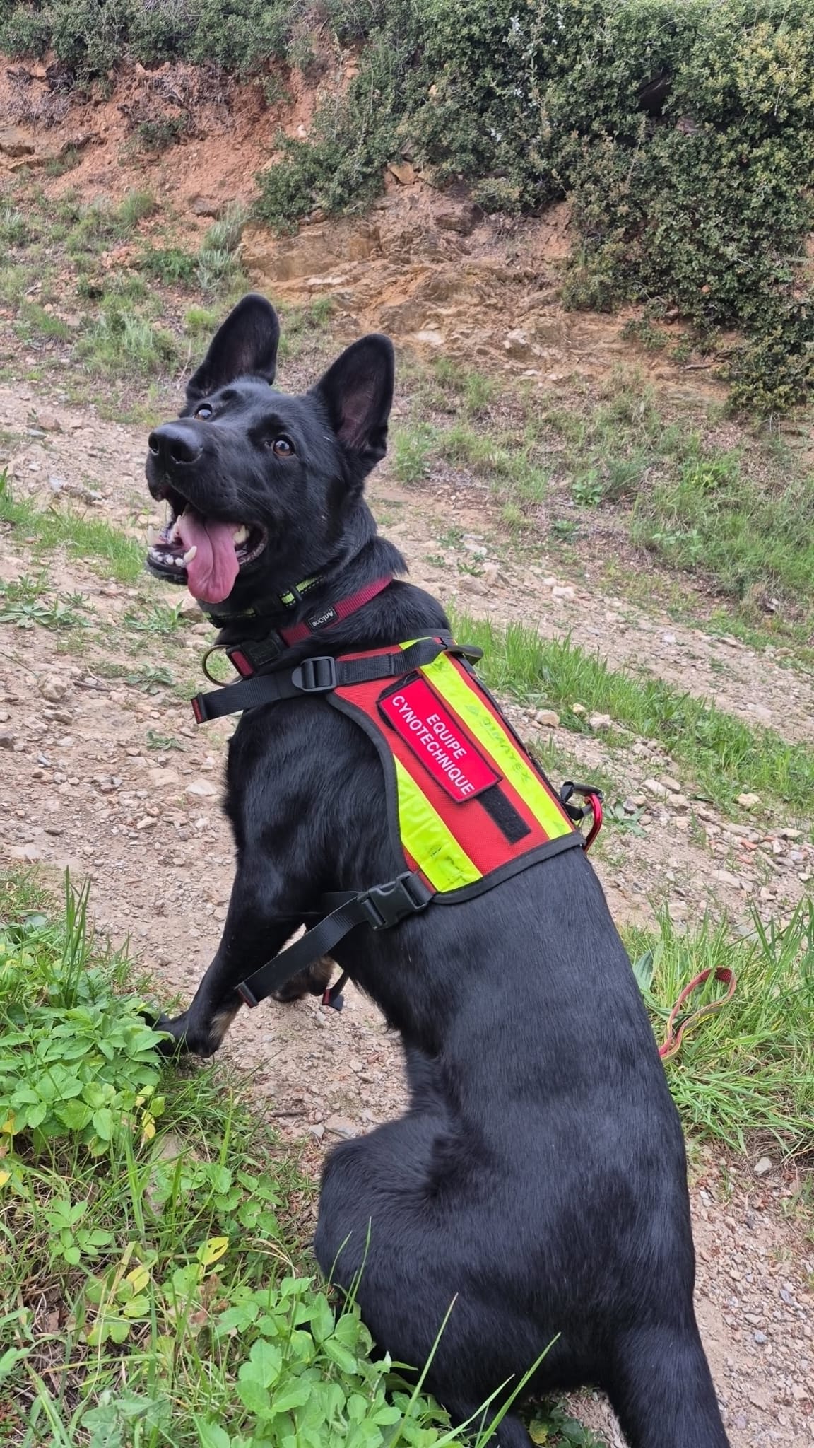 chien de secours 